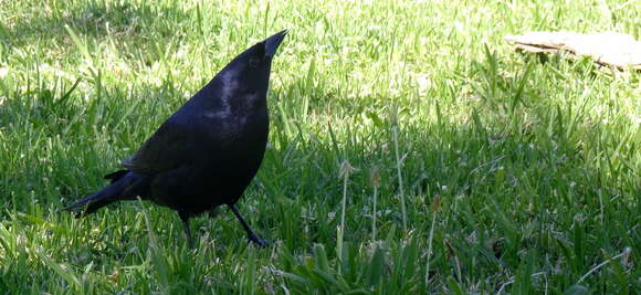 Image of Shiny Cowbird