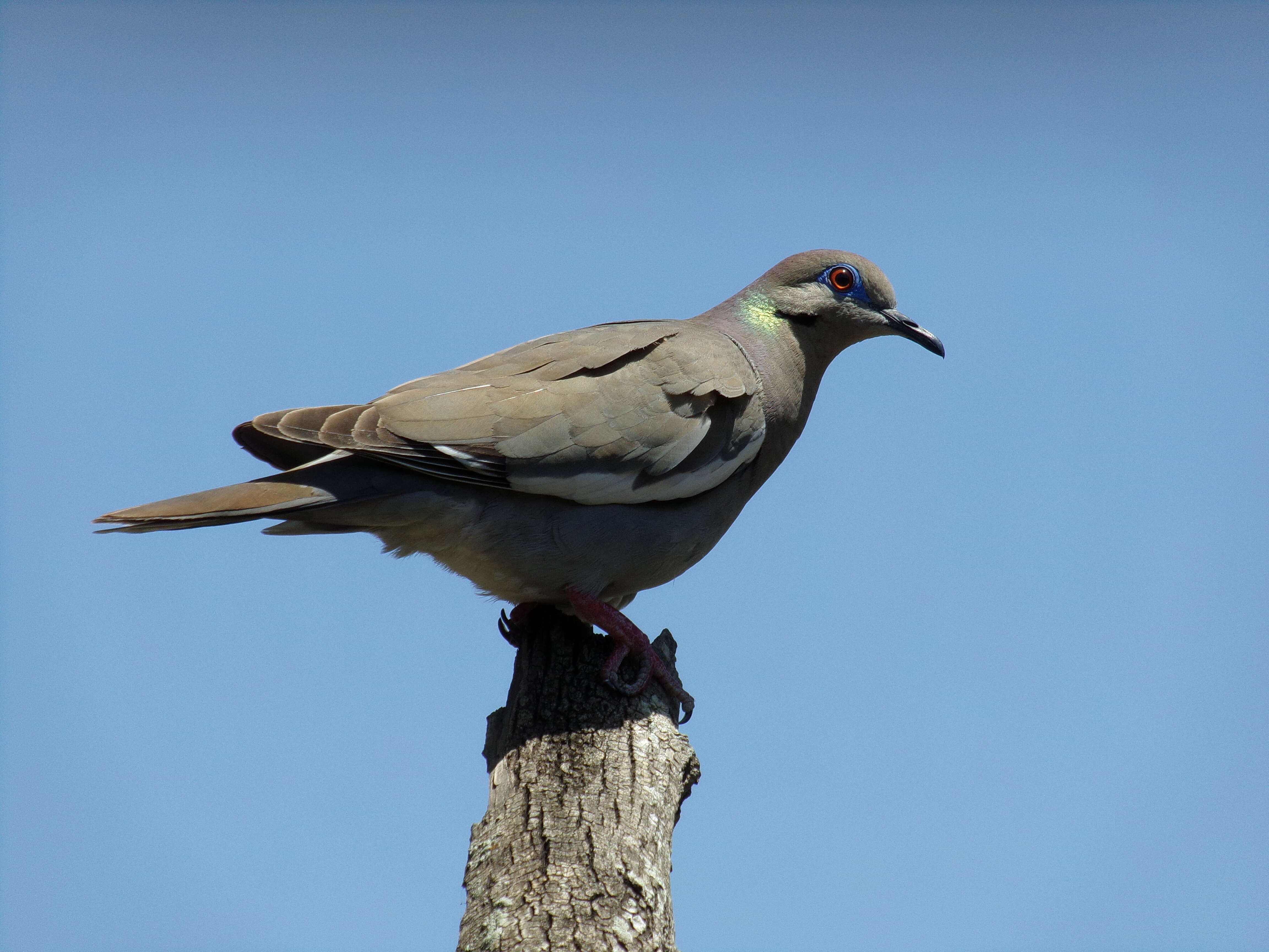 Image of White-winged Dove