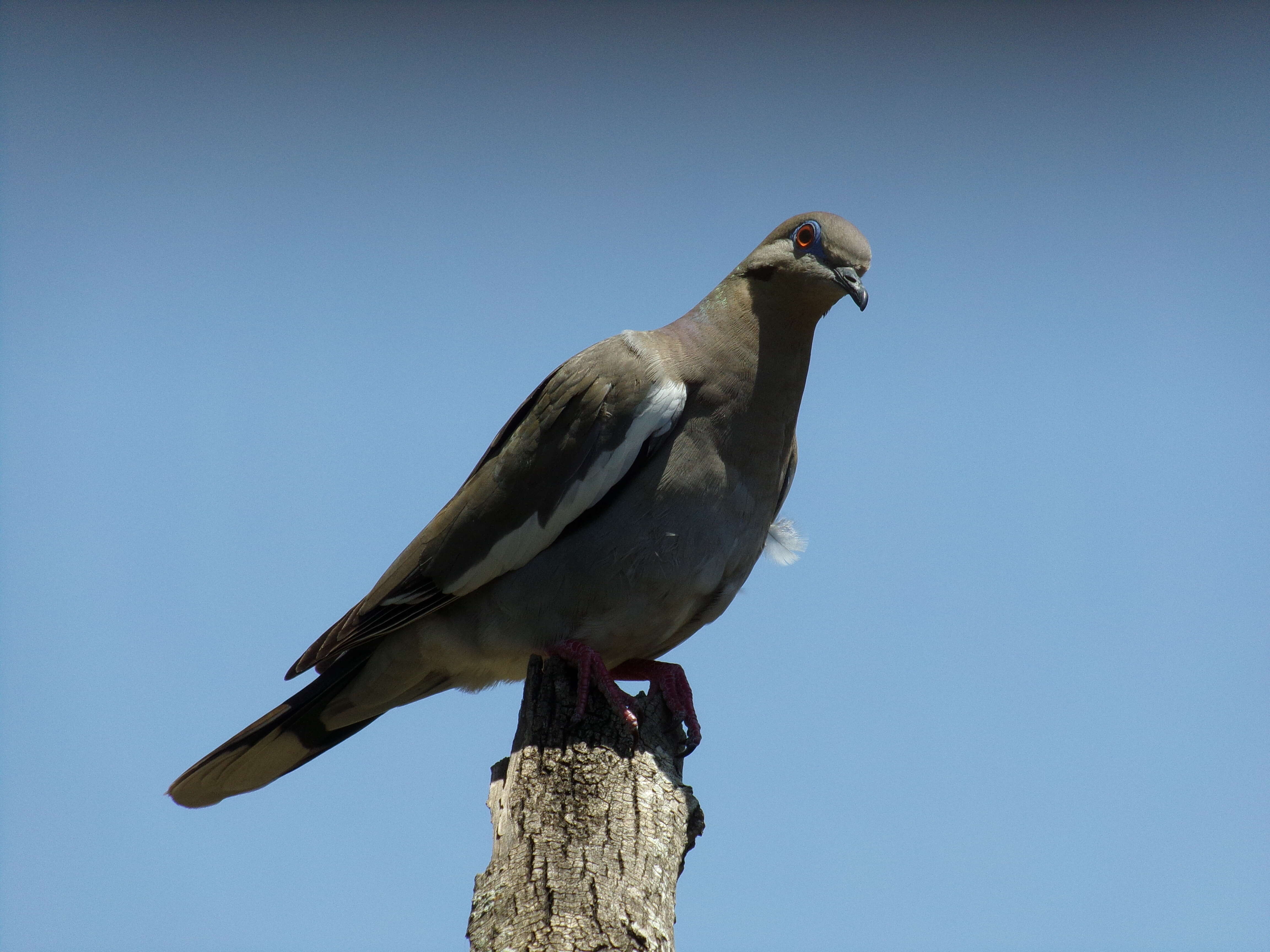 Image of White-winged Dove