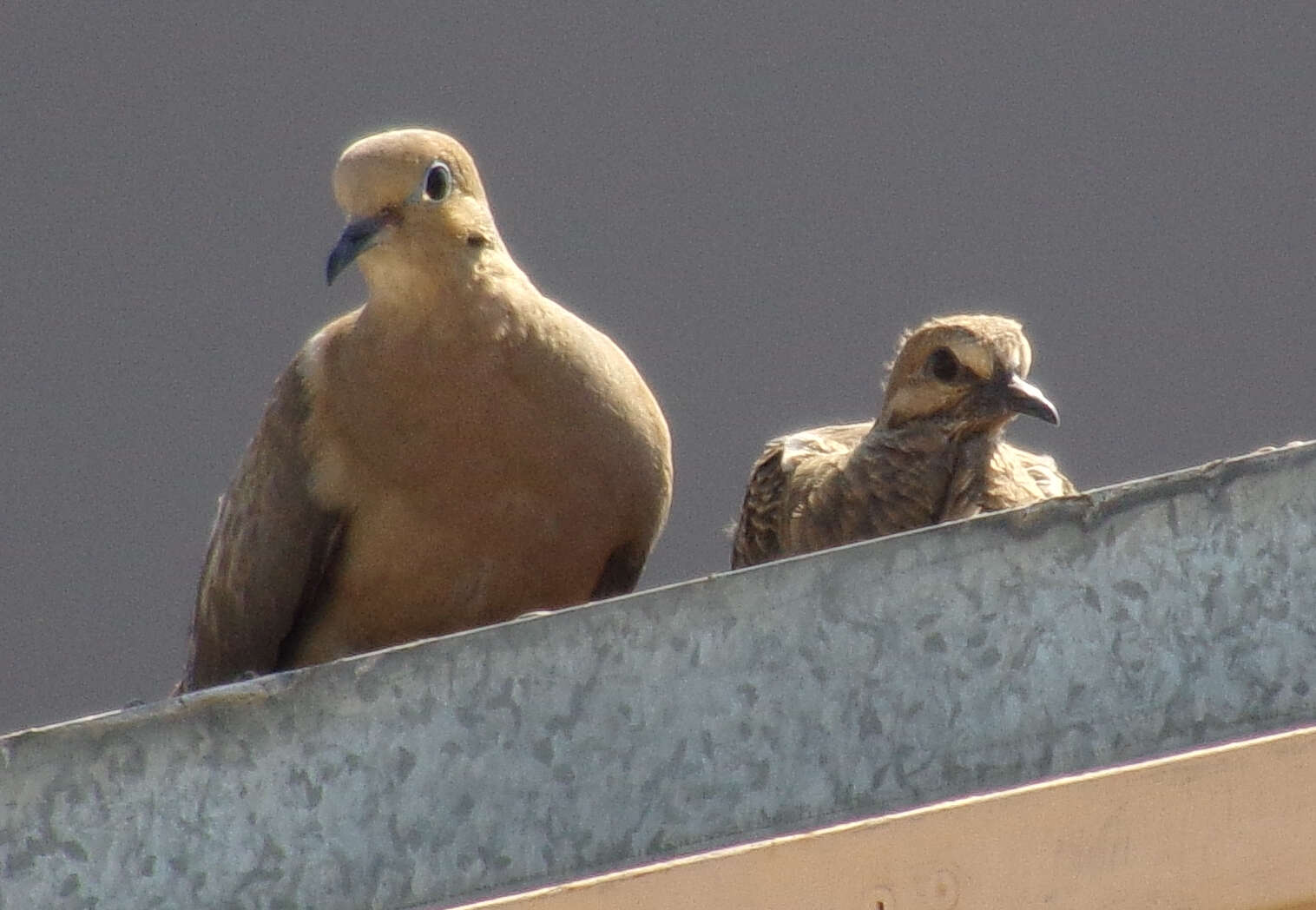 Image of White-winged Dove