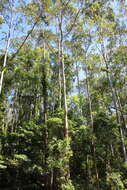 Image of southern mahogany