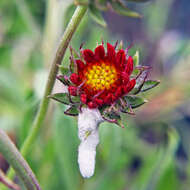 Image of Common perennial gaillardia