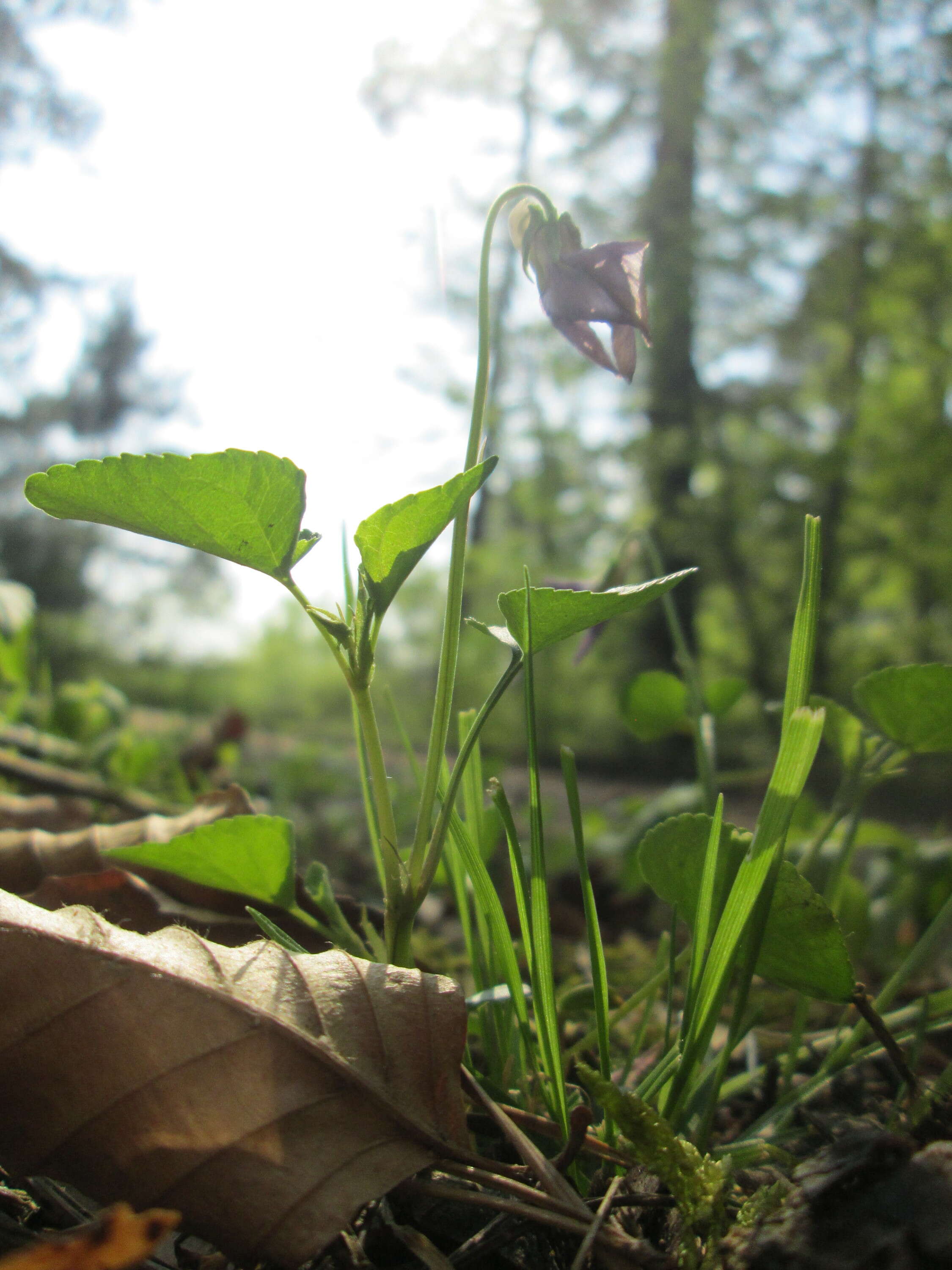 Image of early dog-violet