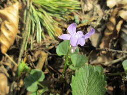 Image of common dog-violet