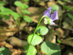 Image of common dog-violet