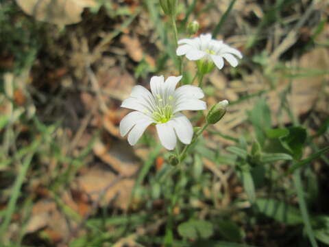 Image of field chickweed