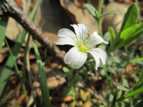 Image of field chickweed