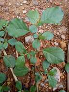 Image of desert horsepurslane