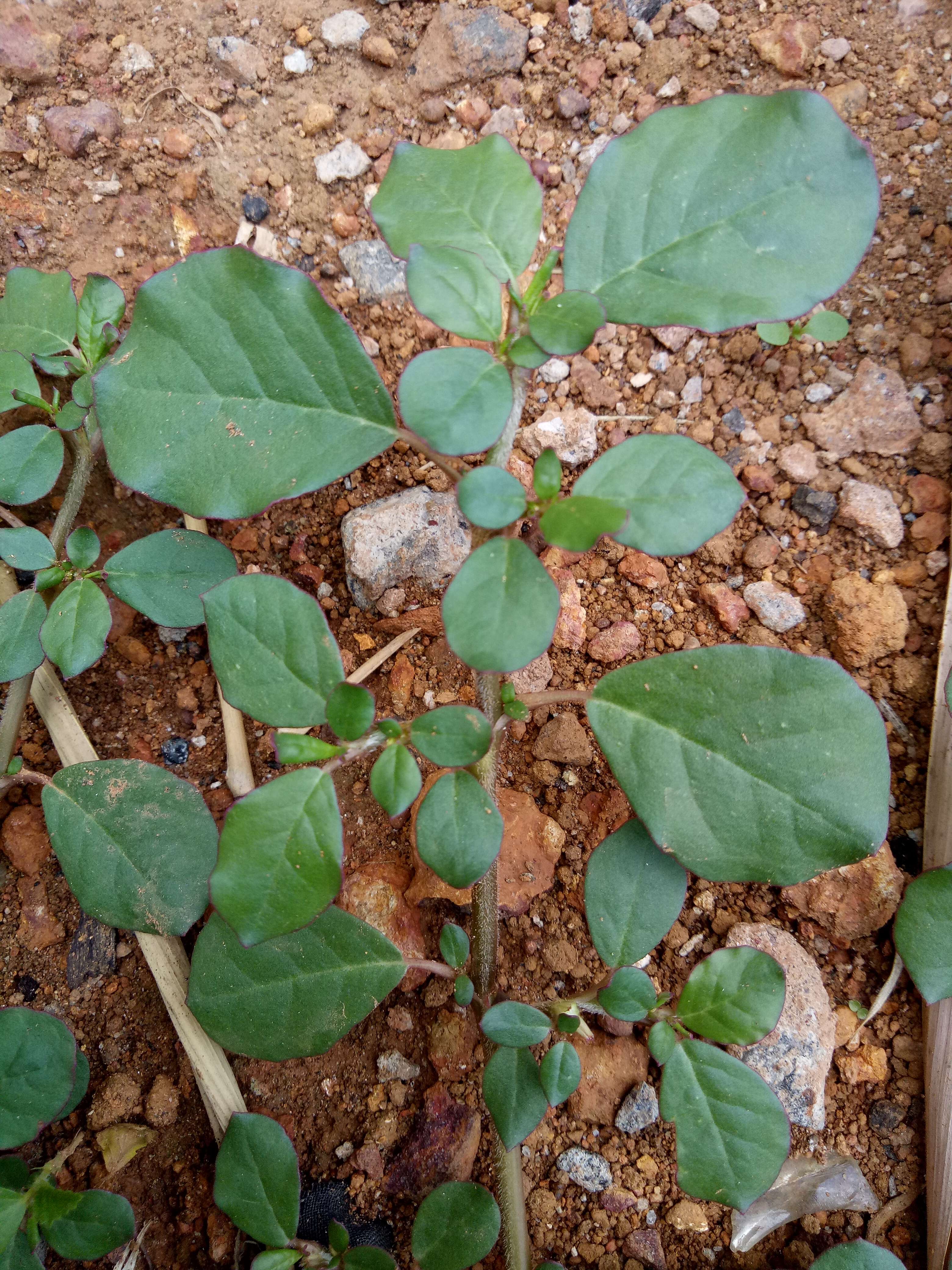 Image of desert horsepurslane