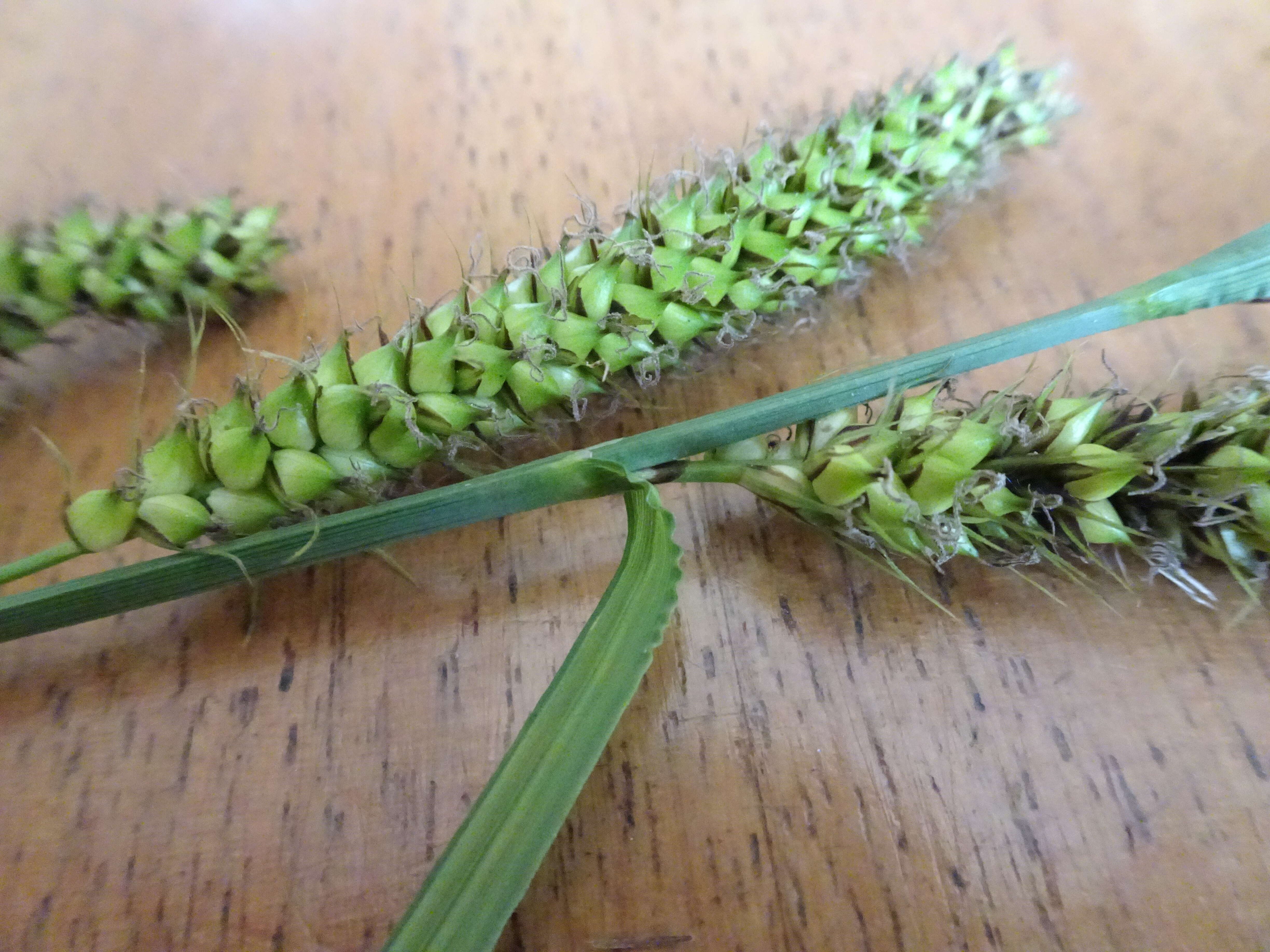 Image of Greater Pond-Sedge