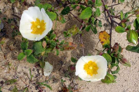 Image of salvia cistus