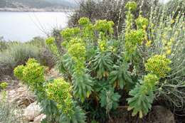 Image of Albanian spurge