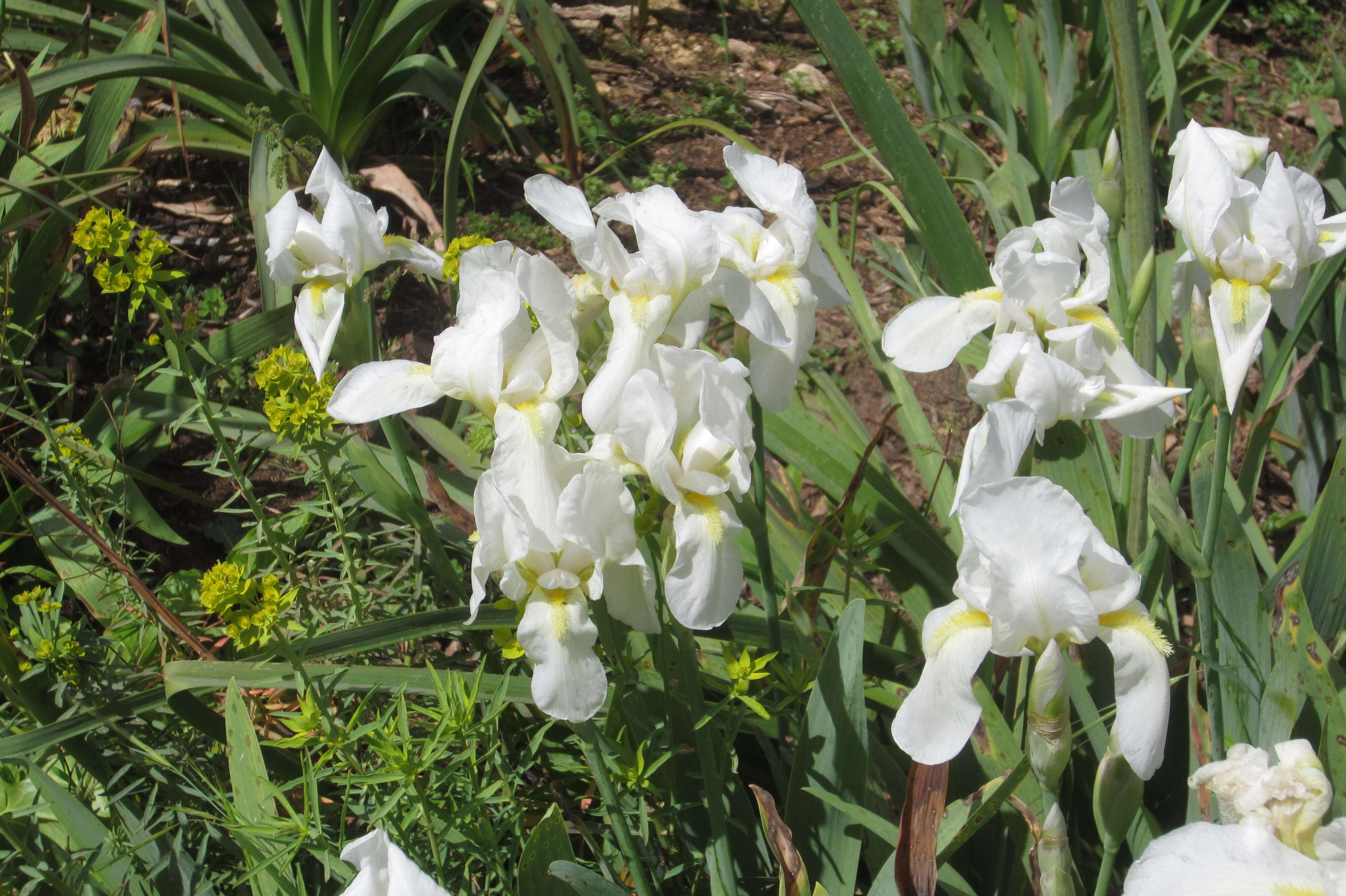 Plancia ëd Iris albicans Lange