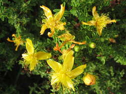 Image of Hypericum balearicum L.