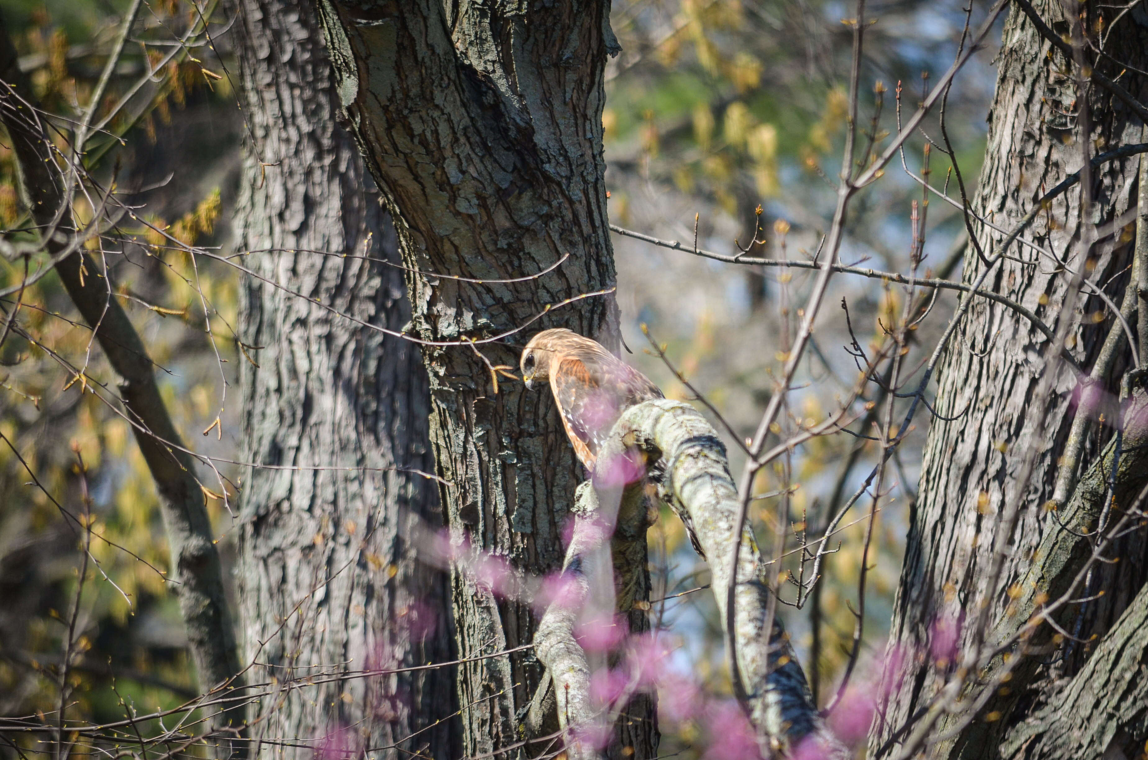 Image of Red-shouldered Hawk