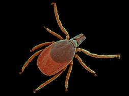 Image of Common sheep tick