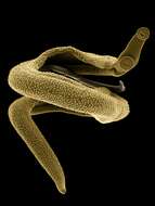 Image of Schistosoma mansoni