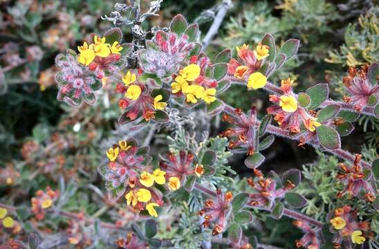 Image of Acmispon heermannii