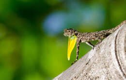 Image of Indian flying lizard