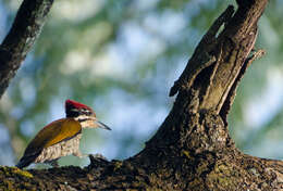 Image of Common Flameback