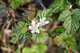 Слика од Rubus ursinus Cham. & Schltdl.