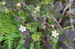 Слика од Rubus ursinus Cham. & Schltdl.