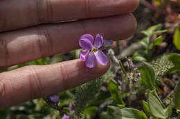 Imagem de Arabis blepharophylla Hook. & Arn.