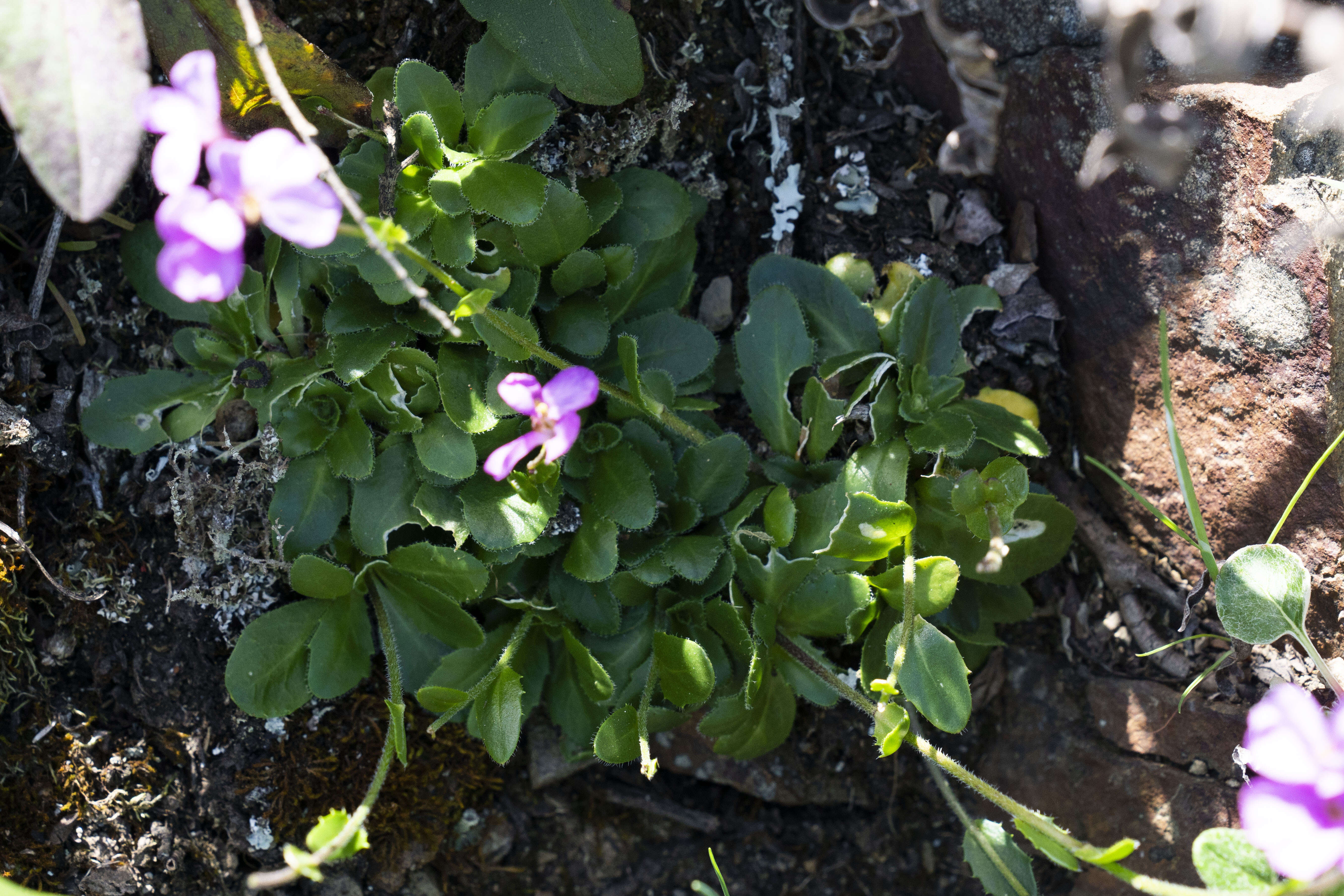 Imagem de Arabis blepharophylla Hook. & Arn.