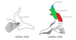 Image of Lepisosteiformes