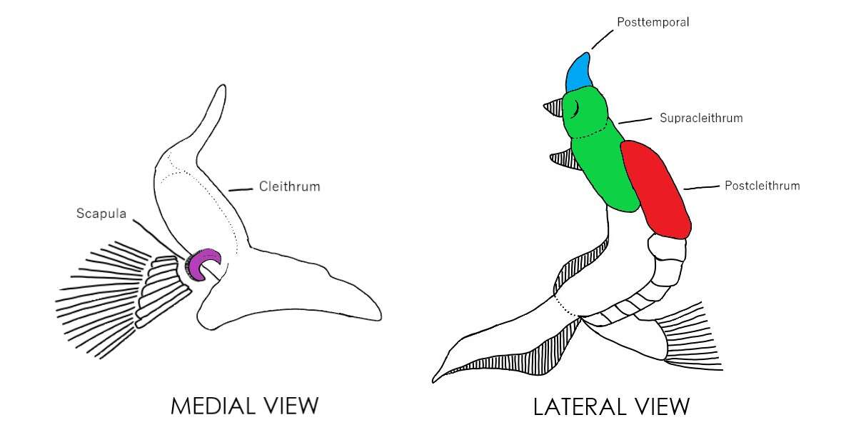 Image of Lepisosteiformes