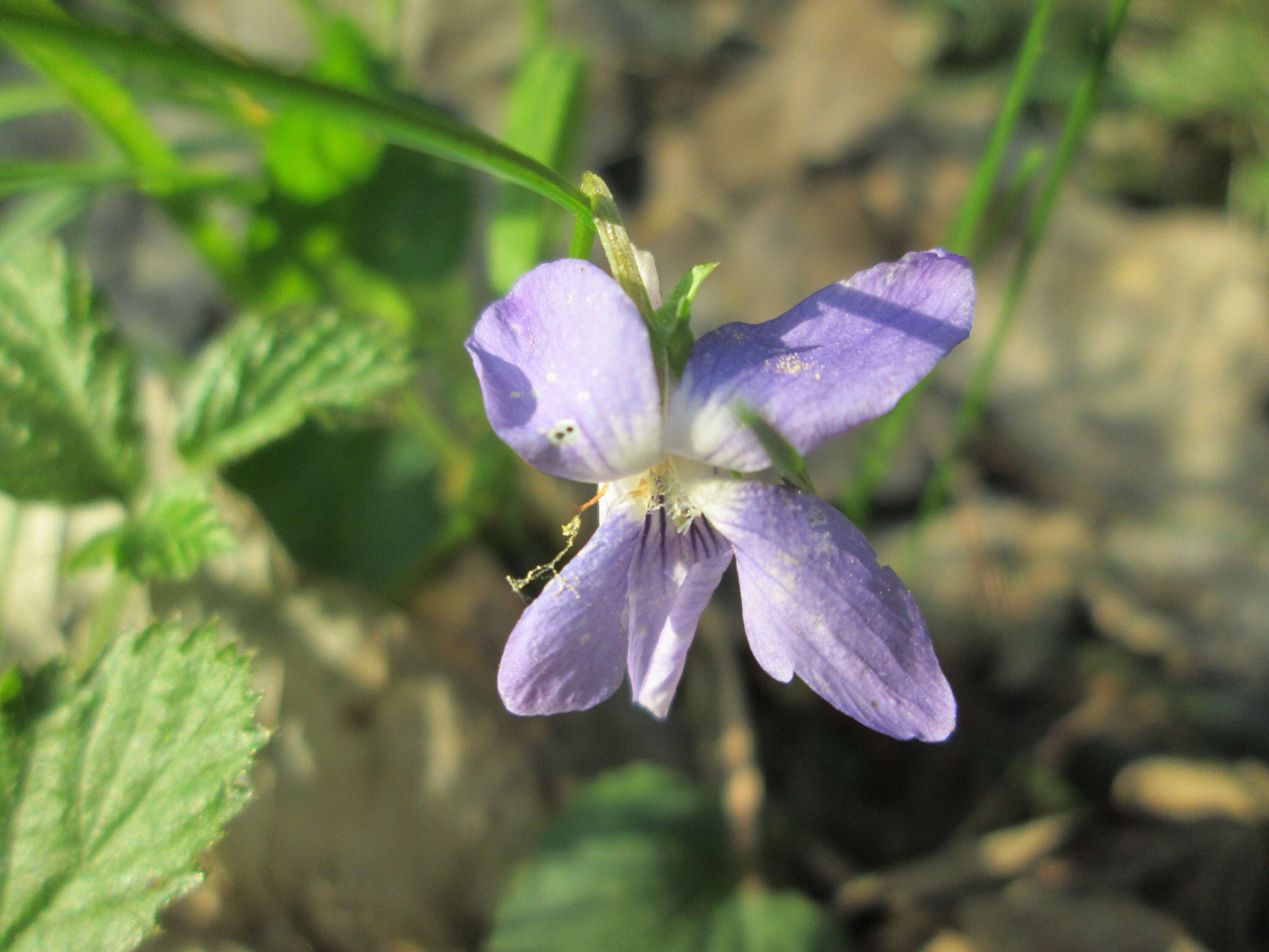 Image of common dog-violet