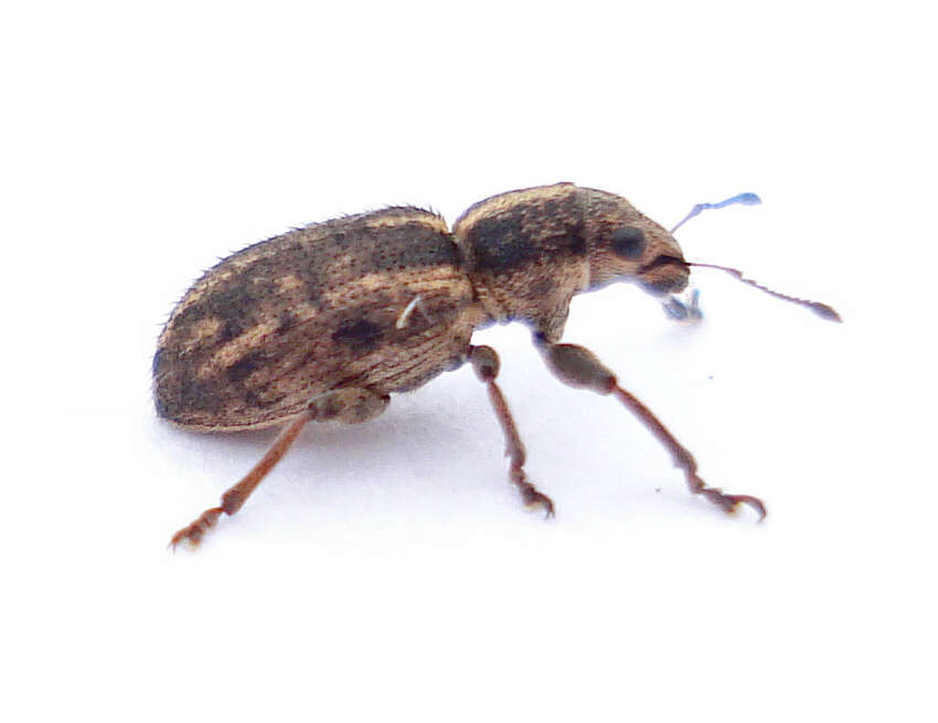 Image of Broad-nosed Weevils