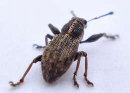 Image of Broad-nosed Weevils