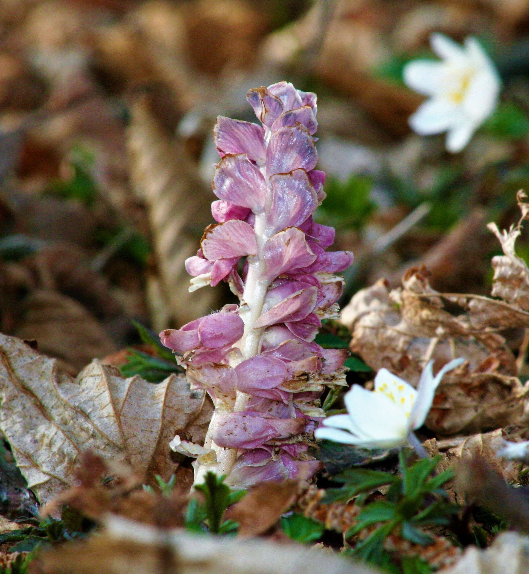 Image of common toothwort