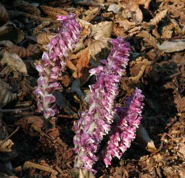 Image of common toothwort