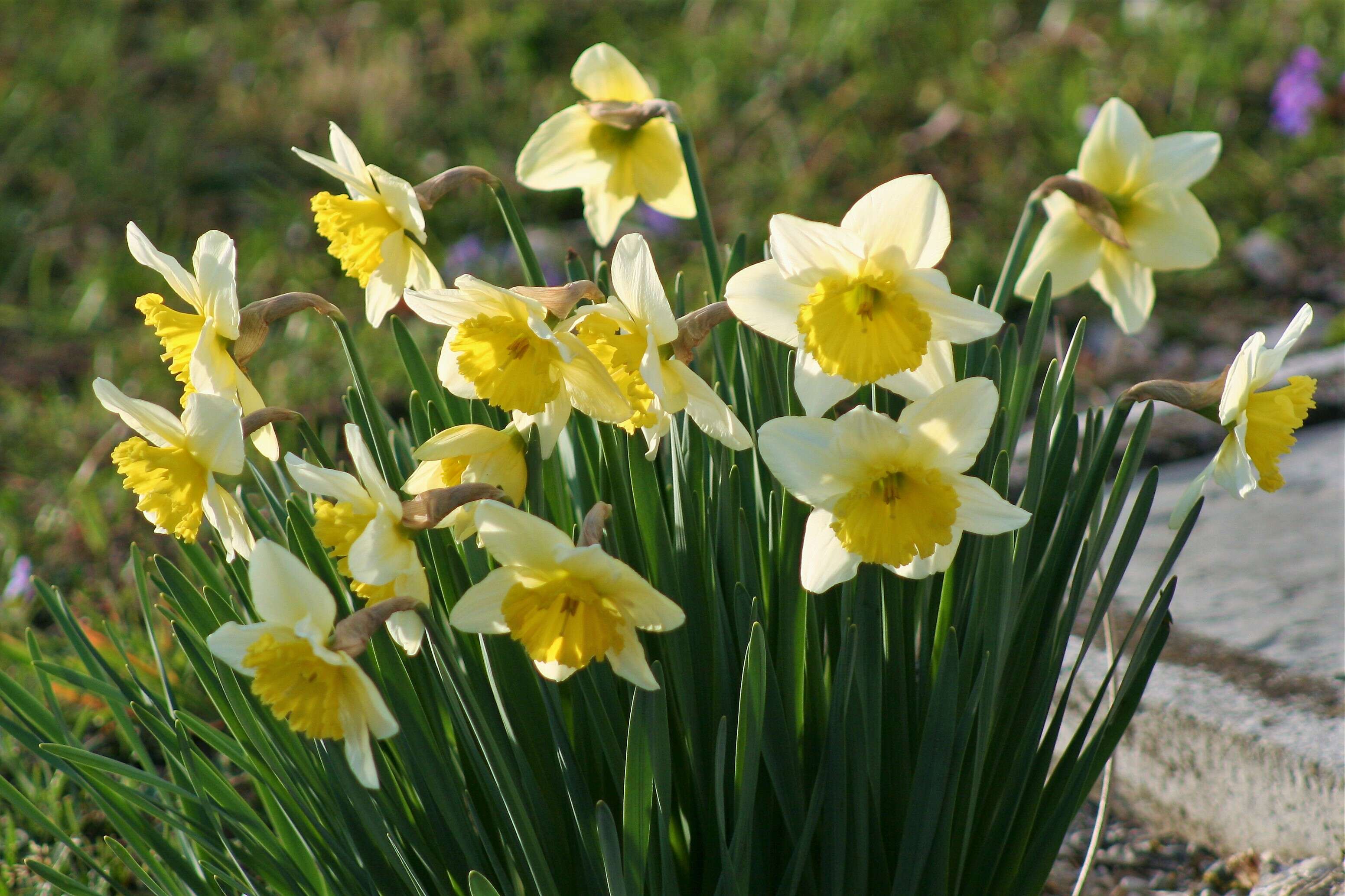 Image of cream narcissus