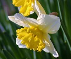 Image of cream narcissus