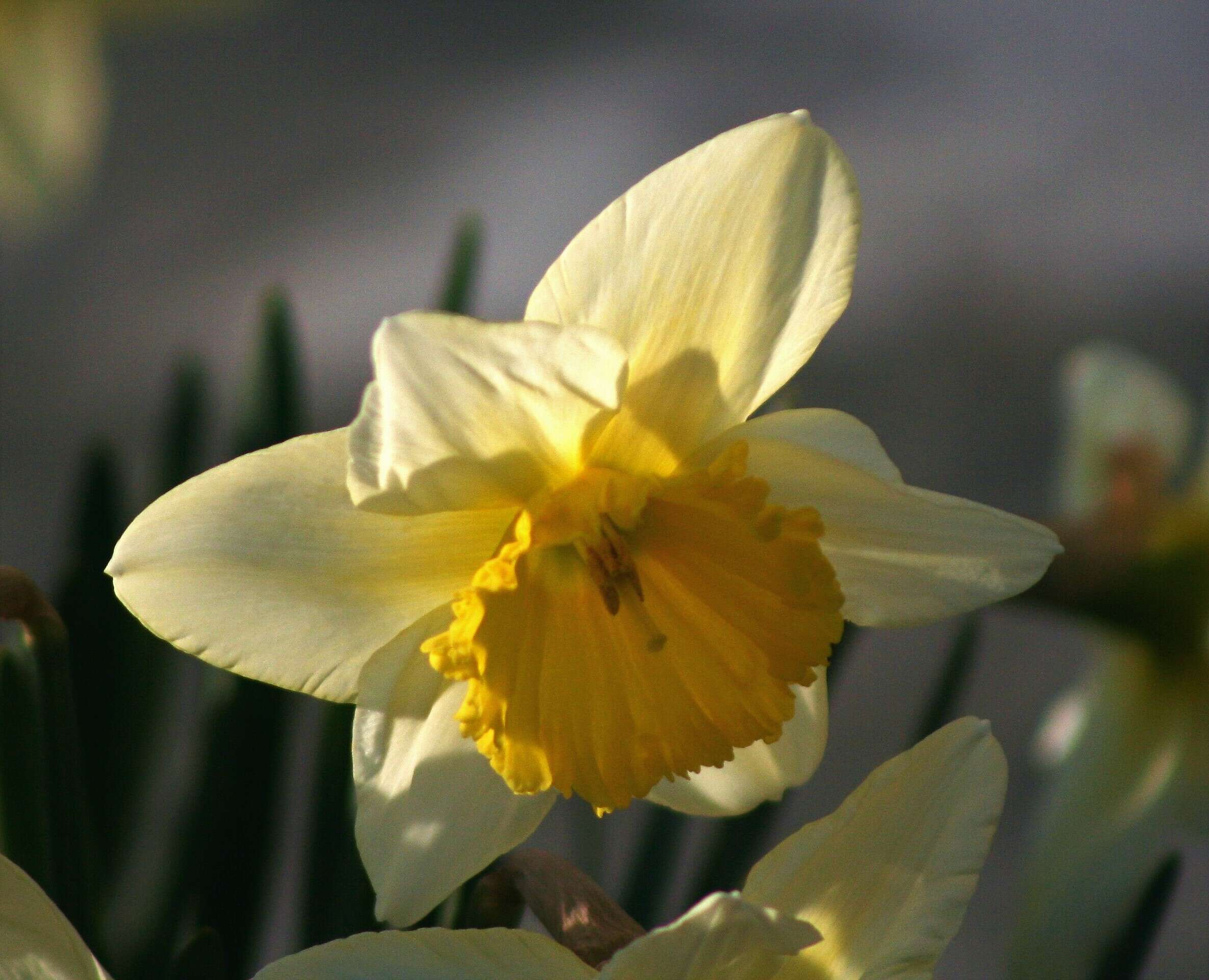 Image of cream narcissus