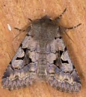 Orthosia gothica Linnaeus 1758 resmi