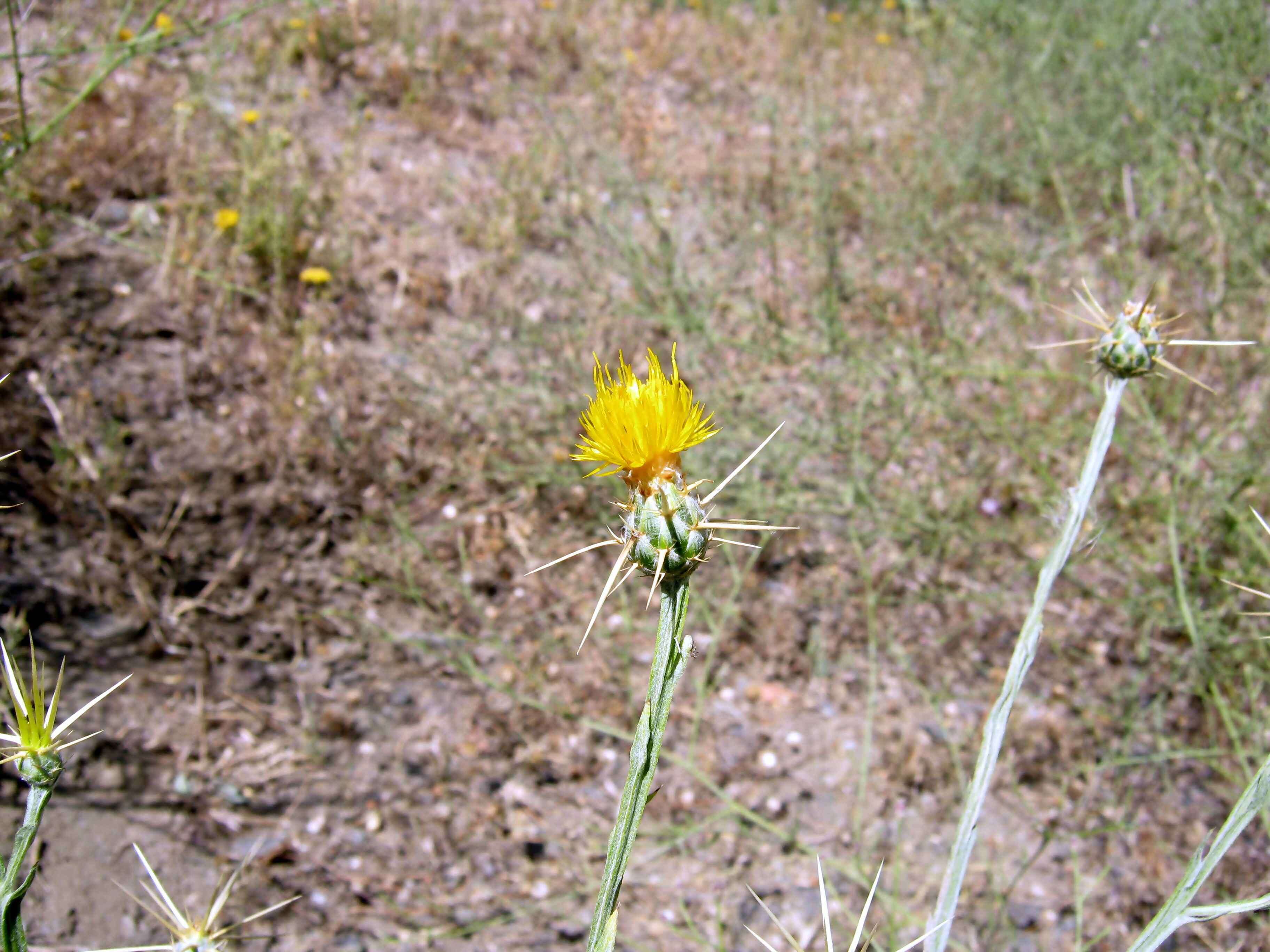 Image of Milk thistle