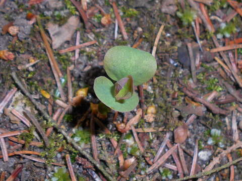 Image of common snowberry