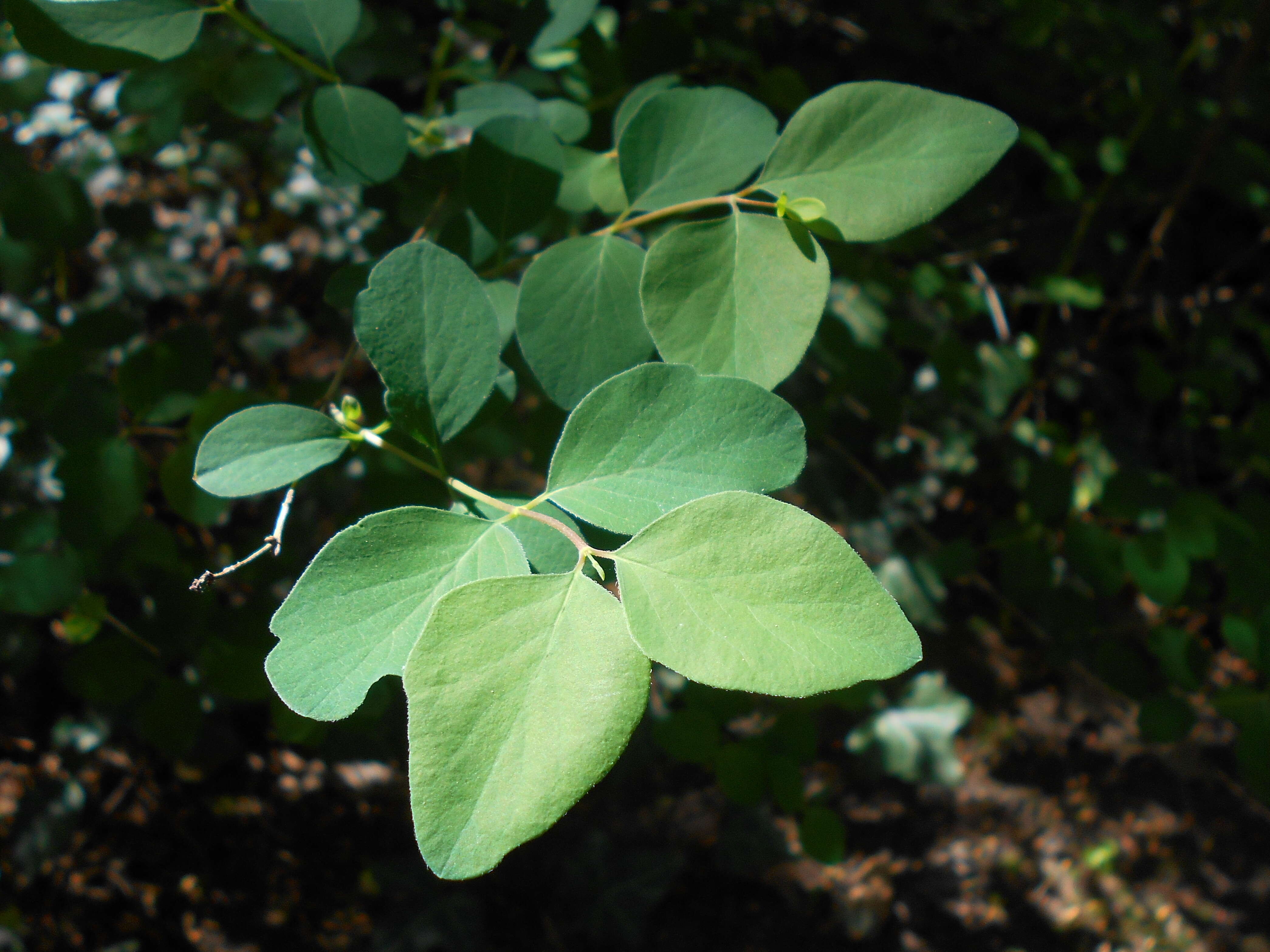 Image of common snowberry