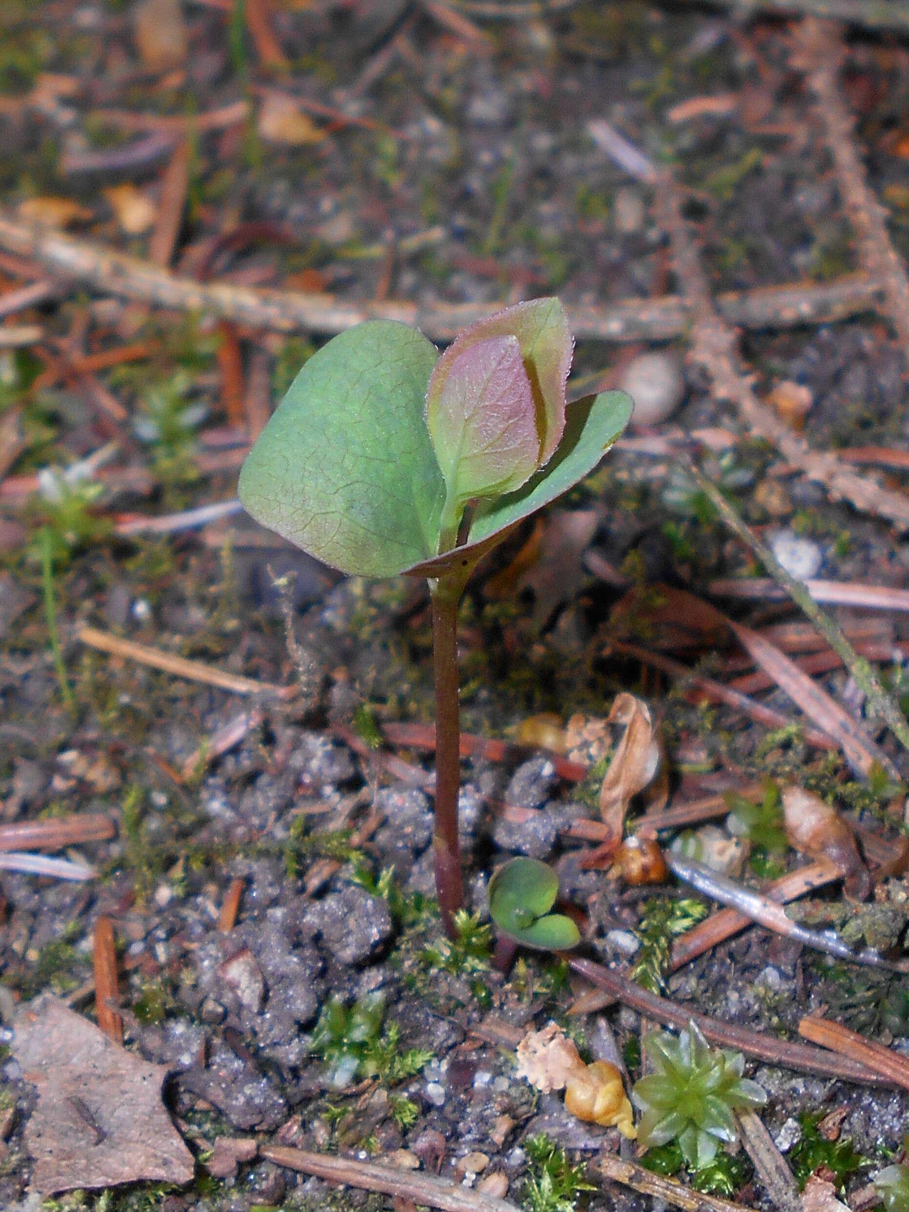 Image of common snowberry