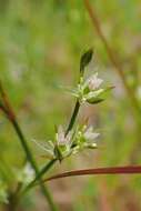 Image of Slender rush