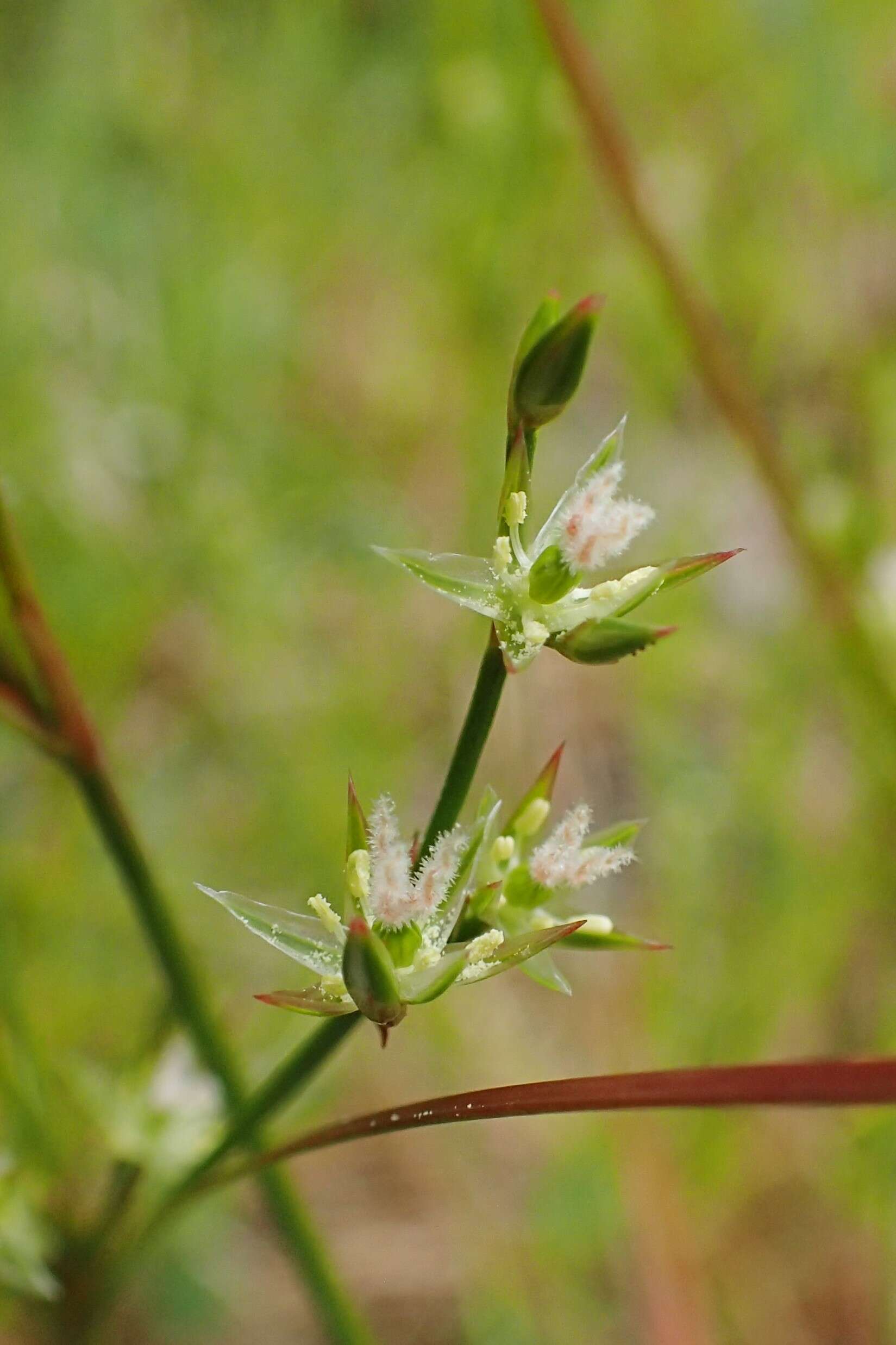 Juncus tenuis Willd. resmi