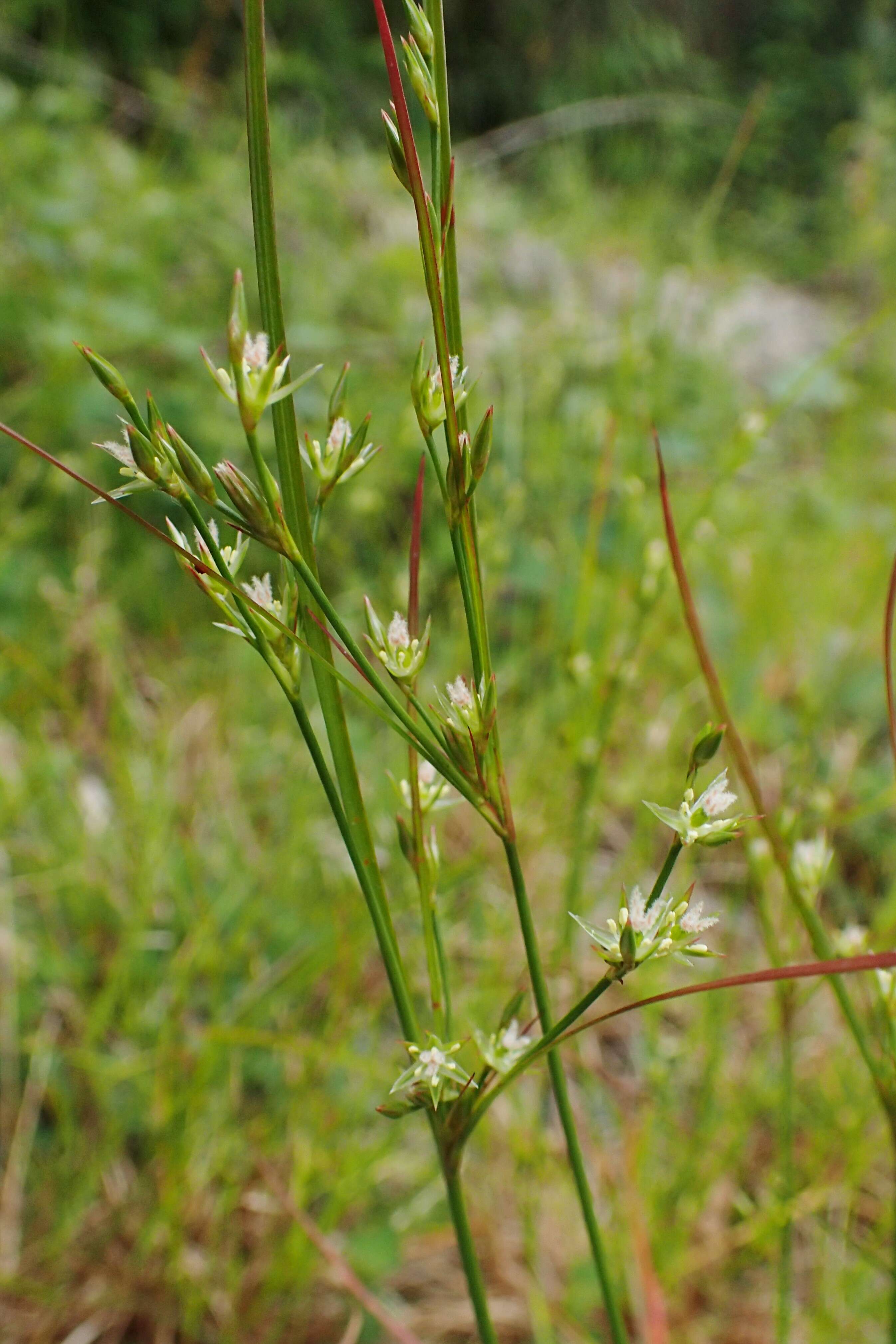 Juncus tenuis Willd. resmi