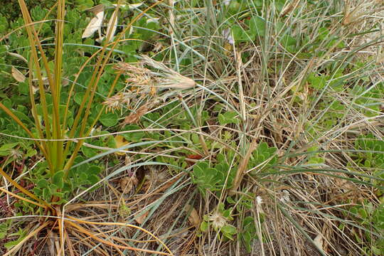 Image of Spinifex sericeus R. Br.