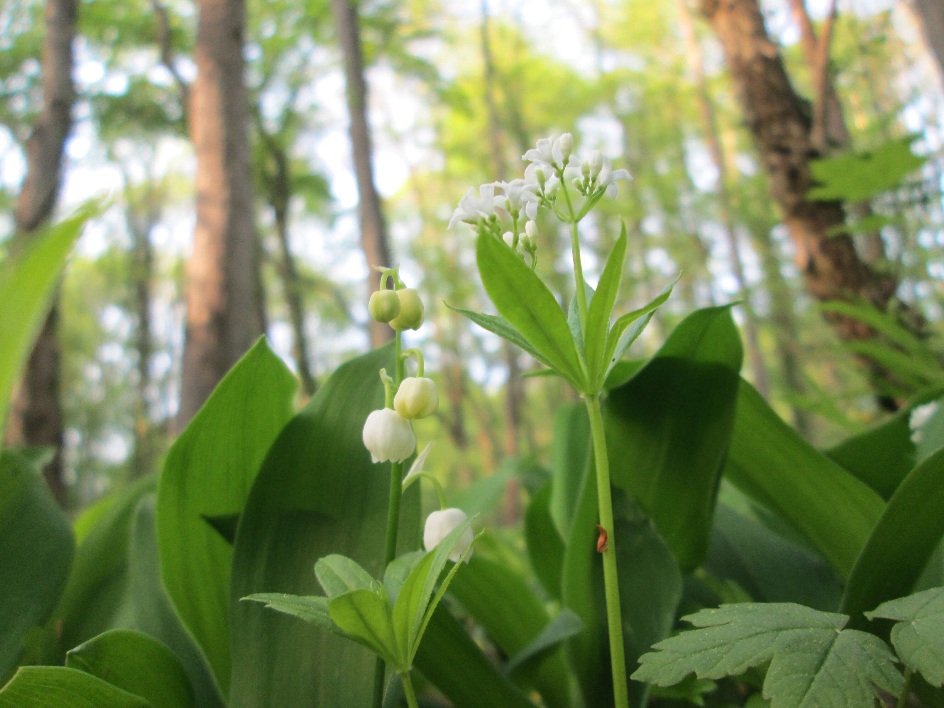 Image of Woodruff