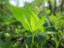 Image of Woodruff