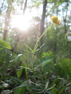 Image of Goldilocks Buttercup